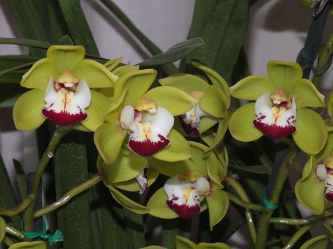 Orchids Out West - Redcliffe Tourism 1