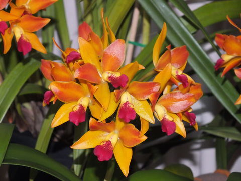 Orchids Out West - Redcliffe Tourism 2