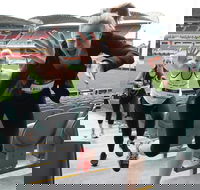 Stadium Stomp Adelaide Oval - Postponed - Redcliffe Tourism