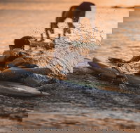 The Bay Games - Jervis Bay - Redcliffe Tourism