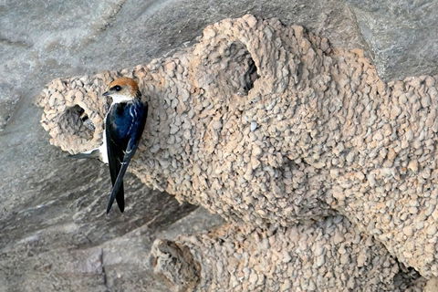 2020 Katherine Bird Festival - Redcliffe Tourism 0