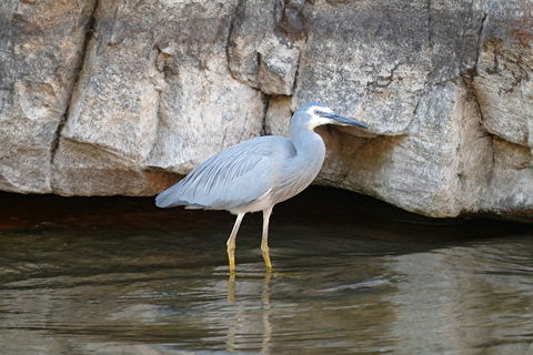 2020 Katherine Bird Festival - Redcliffe Tourism 1