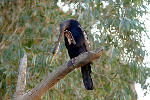 2020 Katherine Bird Festival - Redcliffe Tourism 2