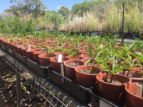 Conservation Volunteers Australia Townsville - Ocean View Nursery - Redcliffe Tourism 2