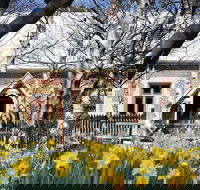 Daffodils at Rydal - Redcliffe Tourism