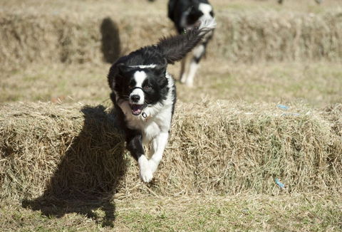 Great Nundle Dog Race - Redcliffe Tourism 0