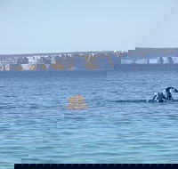 Jervis Bay's Sydney to Hobart Experience - Redcliffe Tourism