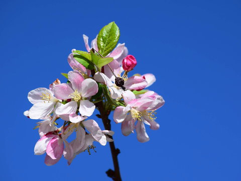 Spring Time At Hunter Valley Gardens - Redcliffe Tourism 0
