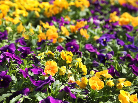 Spring Time At Hunter Valley Gardens - Redcliffe Tourism 2