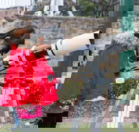 Sydney Observatory Mandarin Tour - Redcliffe Tourism