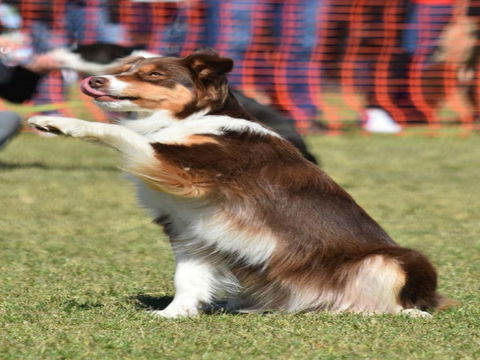 Dogs In The Park NSW Orange - Redcliffe Tourism 0
