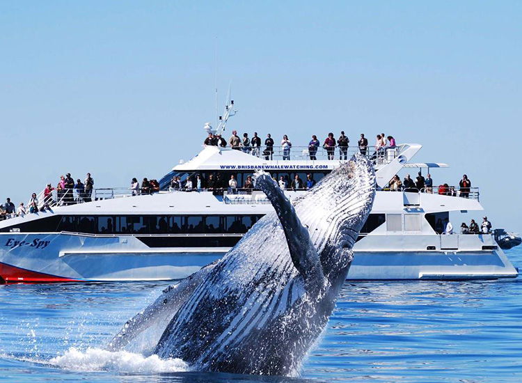 Whale Watching and Moreton Bay Cruises