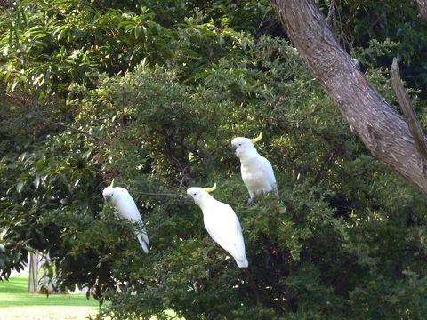 Coachman's Eden - Redcliffe Tourism 5