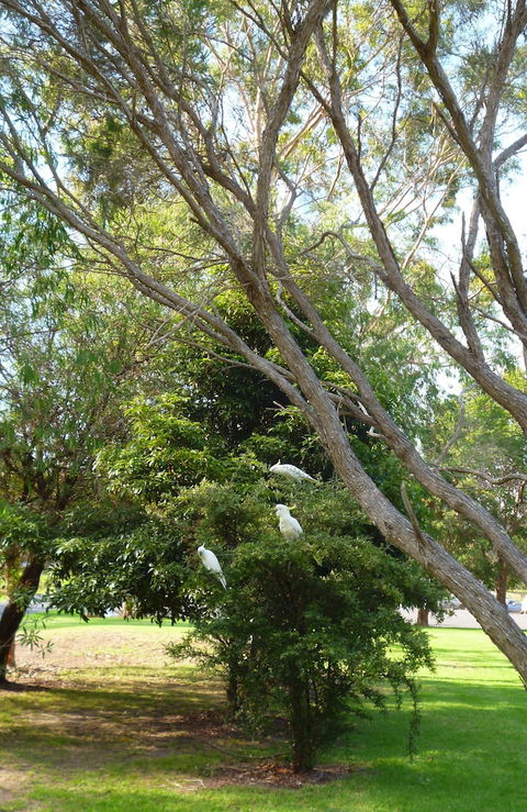 Coachman's Eden - Redcliffe Tourism 4
