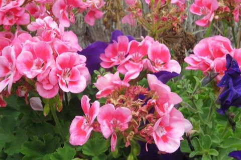 Port Campbell Motor Inn - Redcliffe Tourism 3