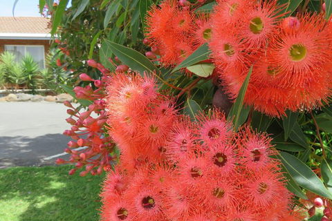 Port Campbell Motor Inn - Redcliffe Tourism 4