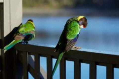RAC Karri Valley Resort - Redcliffe Tourism 3