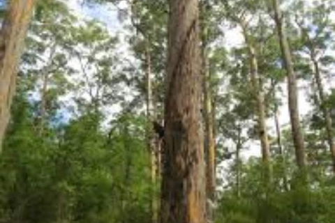 RAC Karri Valley Resort - Redcliffe Tourism 1