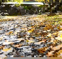 Cradle Forest Inn - Redcliffe Tourism