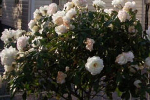 Sheffield Cabins & Apartments - Redcliffe Tourism 7