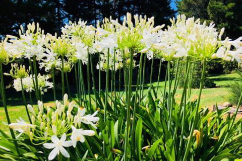 Carawah Ridge - Redcliffe Tourism 4