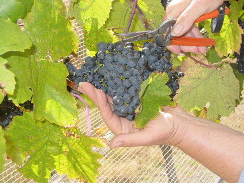 Fergies Hill Spa Cottage At Granite Ridge Wines - Redcliffe Tourism 3