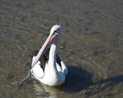 Moreton Bay Beach Lodge - Redcliffe Tourism 4
