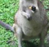 Bluewater Bed  Breakfast Cairns - Redcliffe Tourism