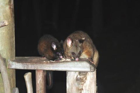 Wombat Cabin - Redcliffe Tourism 5