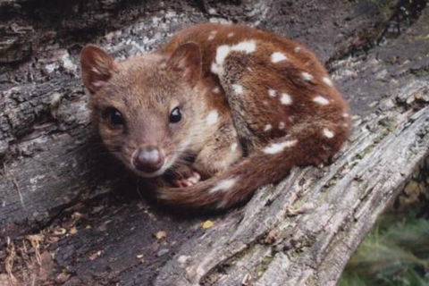 Wombat Cabin - Redcliffe Tourism 3