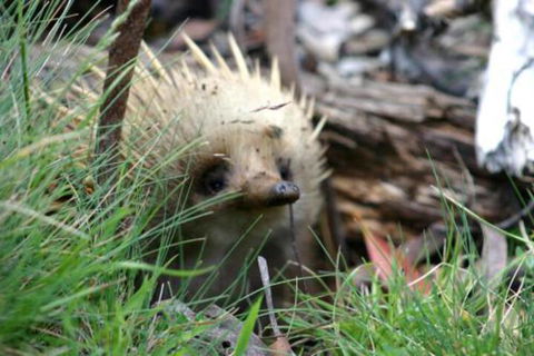 Wombat Cabin - Redcliffe Tourism 2