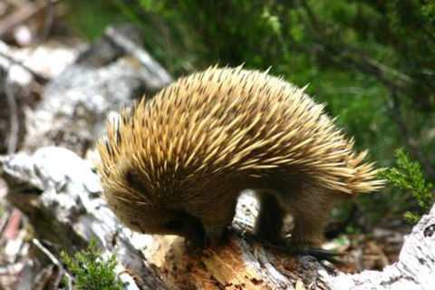 Wombat Cabin - Redcliffe Tourism 4