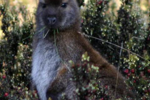 Wombat Cabin - Redcliffe Tourism 6