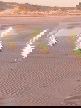 Perlubie Sea - Redcliffe Tourism 6