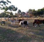 Heartland Hideaway - Redcliffe Tourism