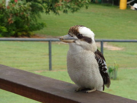 Eumundi Cottages Cottage 1 - Redcliffe Tourism 3