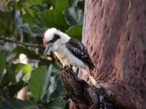 Coucals Cottage - Redcliffe Tourism 2