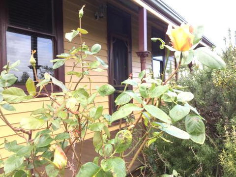 Albion Cottage - Redcliffe Tourism 4