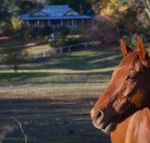 Historic Oak Hill House Estate Truffle Gourmet Festival Region - Redcliffe Tourism