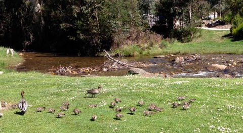 RiverCottage Selfcontained - Redcliffe Tourism 3