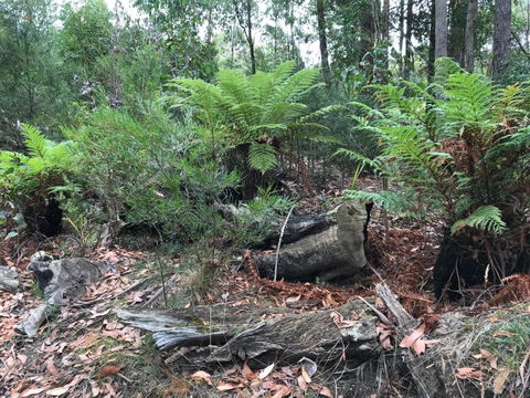Acacia Hills Retreat - Redcliffe Tourism 2