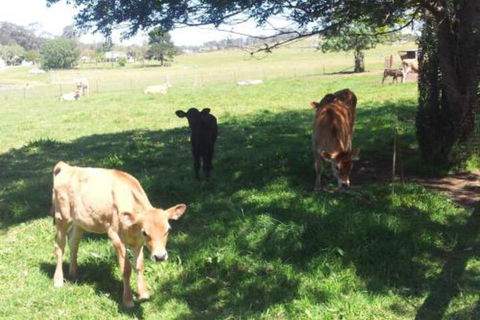 Appin Homestay B & B - Redcliffe Tourism 2