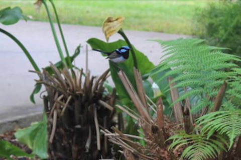 Aristocrat Waurnvale Motel - Redcliffe Tourism 6