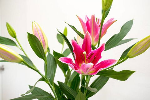 Cowra Motor Inn - Redcliffe Tourism 4