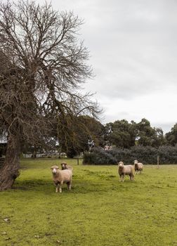 Davidsons Cottage - Redcliffe Tourism 1