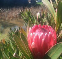 Creswick Cabin Retreat - Redcliffe Tourism