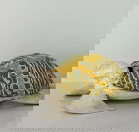 Tranquility Chill at Palm Cove - Redcliffe Tourism