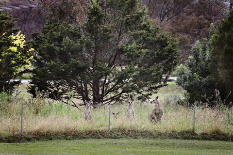 BATHURST GOLDFIELDS MOTEL On MOUNT PANORAMA - Redcliffe Tourism 6
