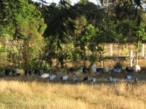 Armadale Farmstay Bed & Breakfast - Redcliffe Tourism 5