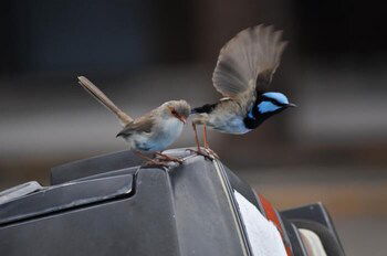 Edgewater Motel Ulladulla - Redcliffe Tourism 1